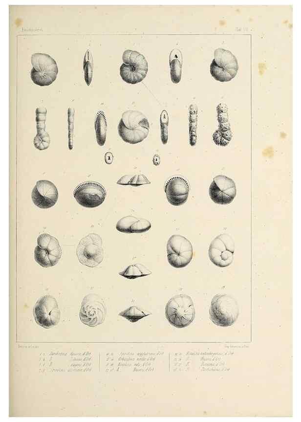 Reproducción/Reproduction 49552481623: Foraminifères fossiles du bassin tertiaire de Vienne (Autriche) :. Paris :Gide et Compe,1846.. 