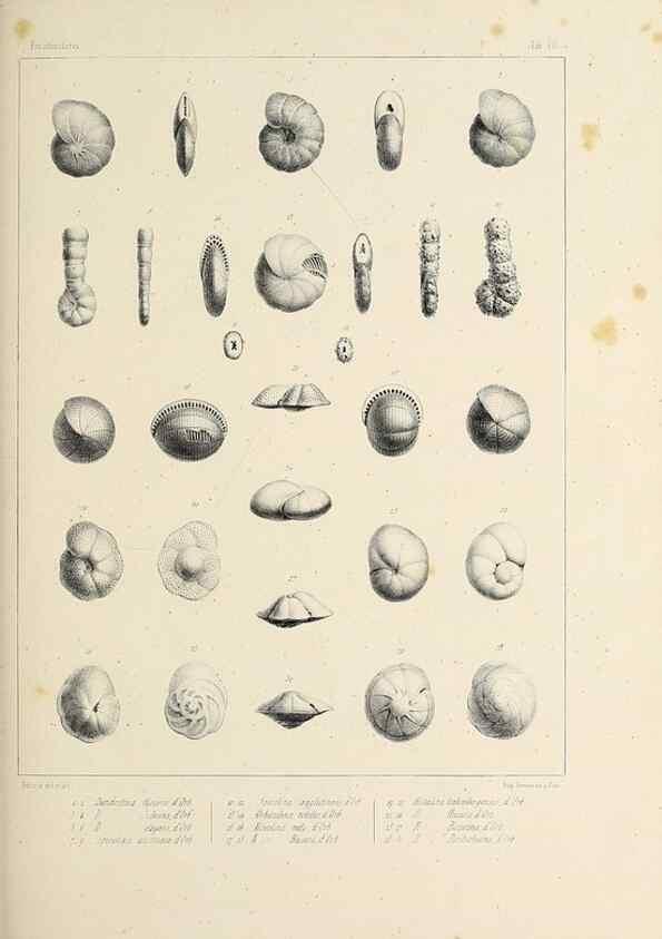 Reproducción/Reproduction 49552481623: Foraminifères fossiles du bassin tertiaire de Vienne (Autriche) :. Paris :Gide et Compe,1846.. 