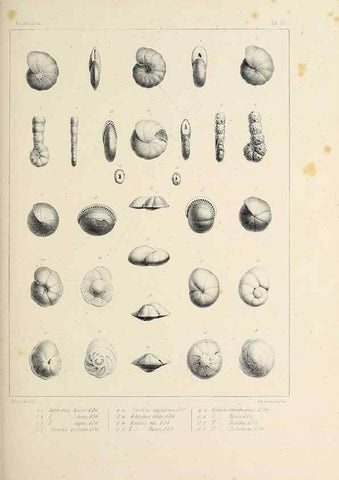 Reproducción/Reproduction 49552481623: Foraminifères fossiles du bassin tertiaire de Vienne (Autriche) :. Paris :Gide et Compe,1846.. 