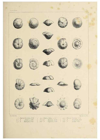 Reproducción/Reproduction 49552977641: Foraminifères fossiles du bassin tertiaire de Vienne (Autriche) :. Paris :Gide et Compe,1846.. 
