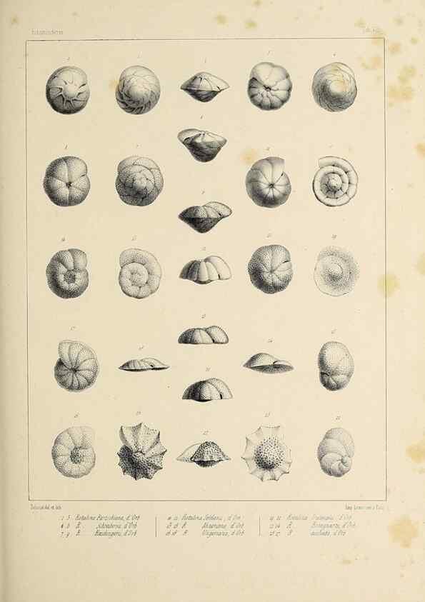 Reproducción/Reproduction 49552977641: Foraminifères fossiles du bassin tertiaire de Vienne (Autriche) :. Paris :Gide et Compe,1846.. 