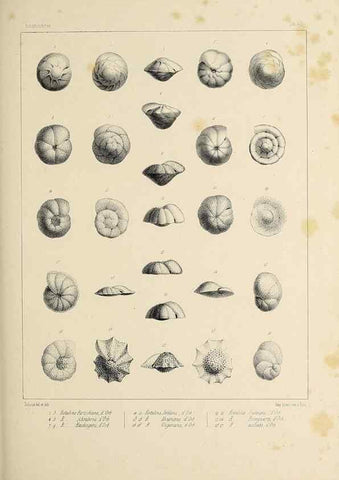 Reproducción/Reproduction 49552977641: Foraminifères fossiles du bassin tertiaire de Vienne (Autriche) :. Paris :Gide et Compe,1846.. 