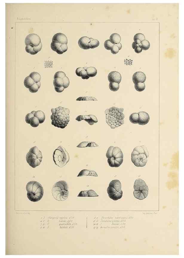 Reproducción/Reproduction 49553221882: Foraminifères fossiles du bassin tertiaire de Vienne (Autriche) :. Paris :Gide et Compe,1846.. 