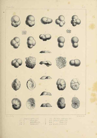 Reproducción/Reproduction 49553221882: Foraminifères fossiles du bassin tertiaire de Vienne (Autriche) :. Paris :Gide et Compe,1846.. 