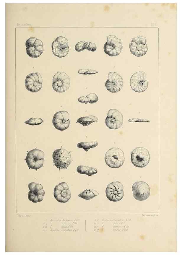 Reproducción/Reproduction 49552978161: Foraminifères fossiles du bassin tertiaire de Vienne (Autriche) :. Paris :Gide et Compe,1846.. 