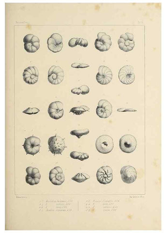 Reproducción/Reproduction 49552978161: Foraminifères fossiles du bassin tertiaire de Vienne (Autriche) :. Paris :Gide et Compe,1846.. 