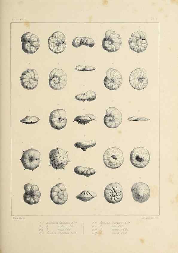 Reproducción/Reproduction 49552978161: Foraminifères fossiles du bassin tertiaire de Vienne (Autriche) :. Paris :Gide et Compe,1846.. 