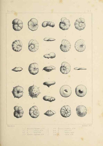 Reproducción/Reproduction 49552978161: Foraminifères fossiles du bassin tertiaire de Vienne (Autriche) :. Paris :Gide et Compe,1846.. 