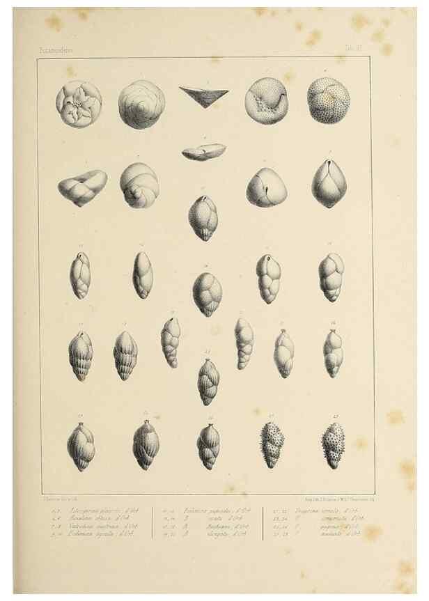 Reproducción/Reproduction 49552482683: Foraminifères fossiles du bassin tertiaire de Vienne (Autriche) :. Paris :Gide et Compe,1846.. 