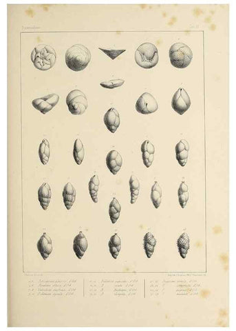 Reproducción/Reproduction 49552482683: Foraminifères fossiles du bassin tertiaire de Vienne (Autriche) :. Paris :Gide et Compe,1846.. 