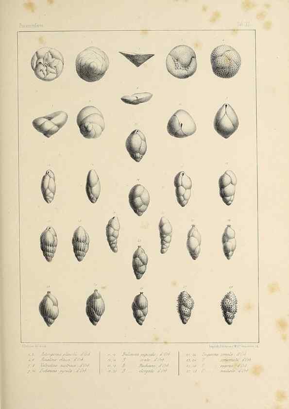 Reproducción/Reproduction 49552482683: Foraminifères fossiles du bassin tertiaire de Vienne (Autriche) :. Paris :Gide et Compe,1846.. 