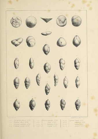 Reproducción/Reproduction 49552482683: Foraminifères fossiles du bassin tertiaire de Vienne (Autriche) :. Paris :Gide et Compe,1846.. 