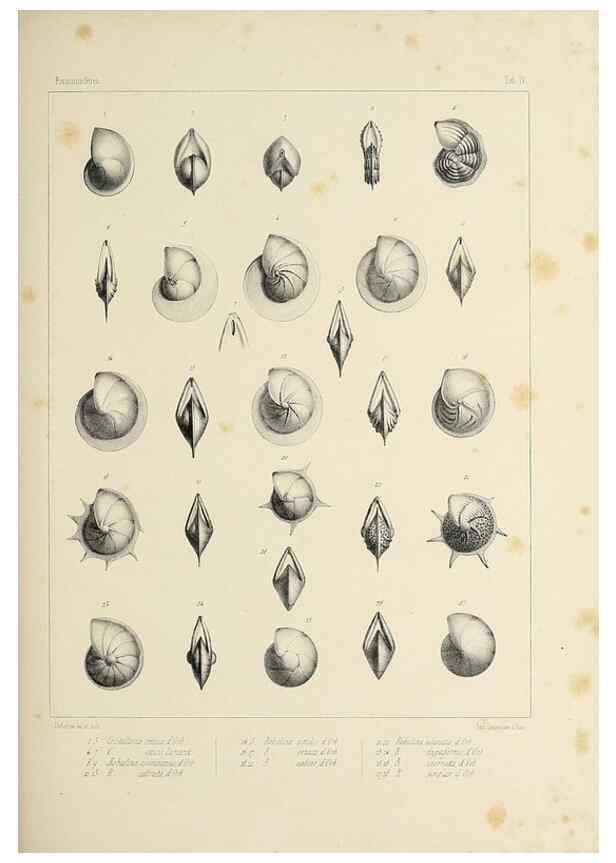 Reproducción/Reproduction 49552480903: Foraminifères fossiles du bassin tertiaire de Vienne (Autriche) :. Paris :Gide et Compe,1846.. 