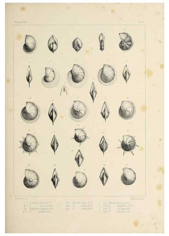 Reproducción/Reproduction 49552480903: Foraminifères fossiles du bassin tertiaire de Vienne (Autriche) :. Paris :Gide et Compe,1846.. 