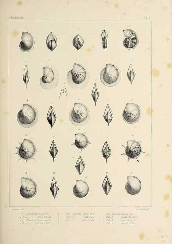 Reproducción/Reproduction 49552480903: Foraminifères fossiles du bassin tertiaire de Vienne (Autriche) :. Paris :Gide et Compe,1846.. 
