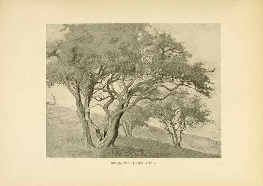Reproducción/Reproduction 49552961683: British trees /. London :Hutchinson,1907.. 