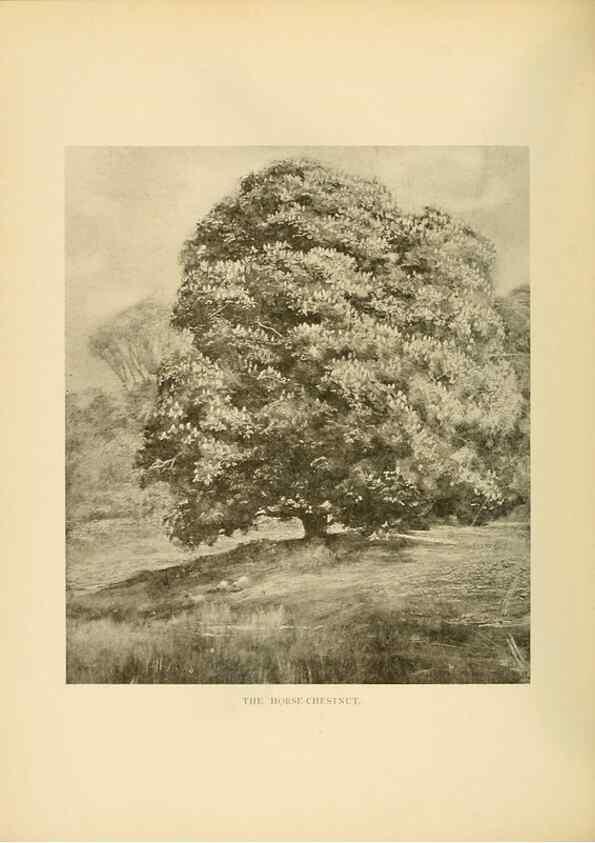 Reproducción/Reproduction 49553698752: British trees /. London :Hutchinson,1907.. 
