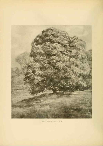 Reproducción/Reproduction 49553698752: British trees /. London :Hutchinson,1907.. 