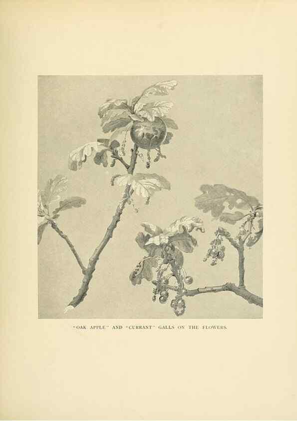 Reproducción/Reproduction 49553454961: British trees /. London :Hutchinson,1907.. 