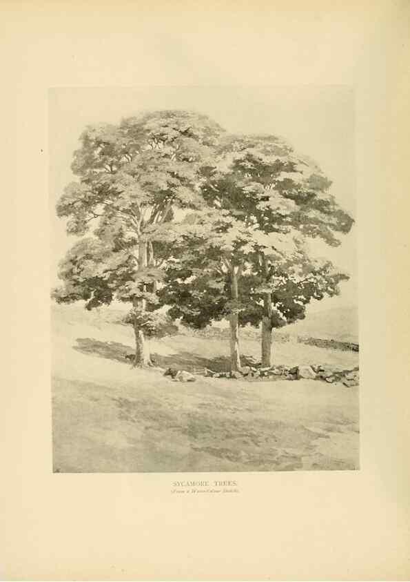 Reproducción/Reproduction 49553450981: British trees /. London :Hutchinson,1907.. 