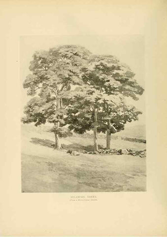 Reproducción/Reproduction 49553450981: British trees /. London :Hutchinson,1907.. 