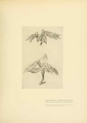 Reproducción/Reproduction 49553692222: British trees /. London :Hutchinson,1907.. 