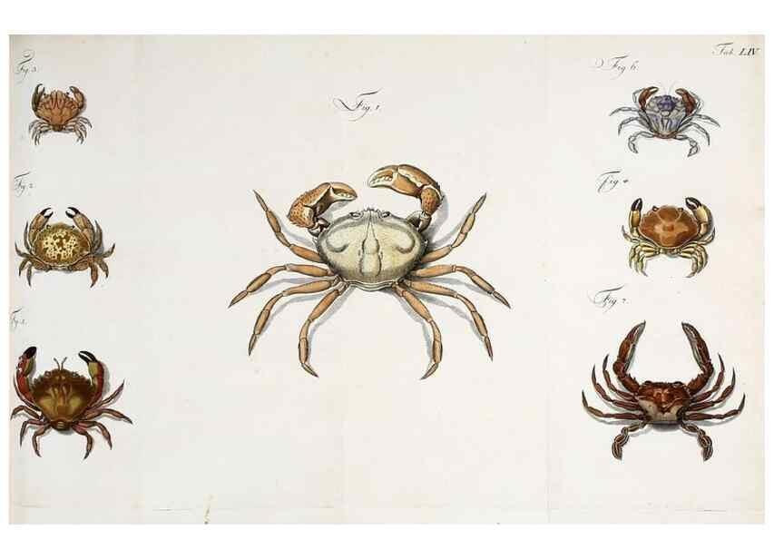 Reproducción/Reproduction 49534852266: Versuch einer Naturgeschichte der Krabben und Krebse :. Berlin ;Bei Gottlieb August Lange,1782-1804.. 
