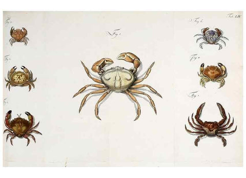 Reproducción/Reproduction 49534852266: Versuch einer Naturgeschichte der Krabben und Krebse :. Berlin ;Bei Gottlieb August Lange,1782-1804.. 