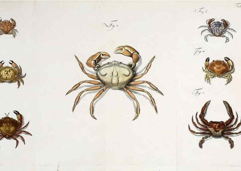 Reproducción/Reproduction 49534852266: Versuch einer Naturgeschichte der Krabben und Krebse :. Berlin ;Bei Gottlieb August Lange,1782-1804.. 
