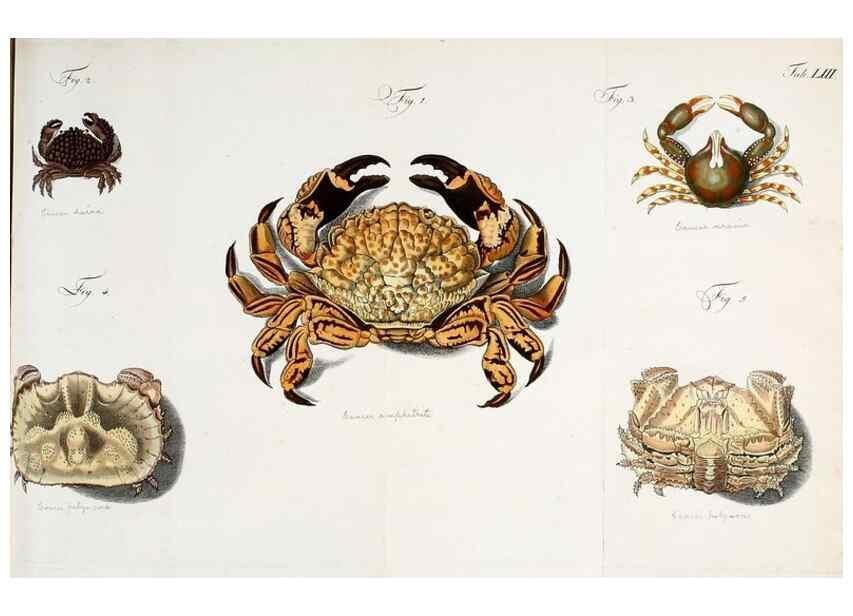 Reproducción/Reproduction 49534357413: Versuch einer Naturgeschichte der Krabben und Krebse :. Berlin ;Bei Gottlieb August Lange,1782-1804.. 