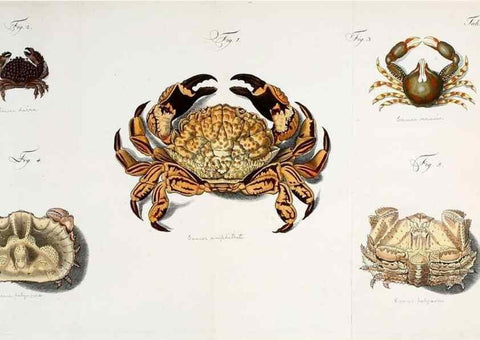 Reproducción/Reproduction 49534357413: Versuch einer Naturgeschichte der Krabben und Krebse :. Berlin ;Bei Gottlieb August Lange,1782-1804.. 