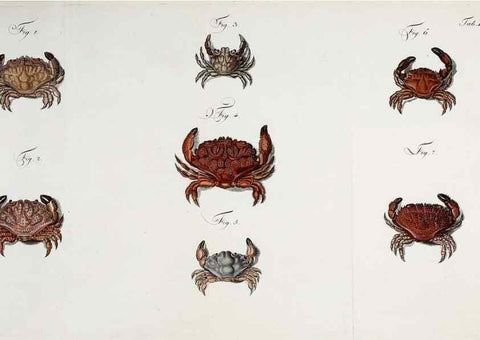 Reproducción/Reproduction 49535079152: Versuch einer Naturgeschichte der Krabben und Krebse :. Berlin ;Bei Gottlieb August Lange,1782-1804.. 