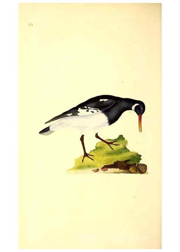 Reproducción/Reproduction 49531371816: The natural history of British birds, or, A selection of the most rare, beautiful and interesting birds which inhabit this country :. London :Printed for the author, and for F. and C. Rivington ...,1794[-1819]. 