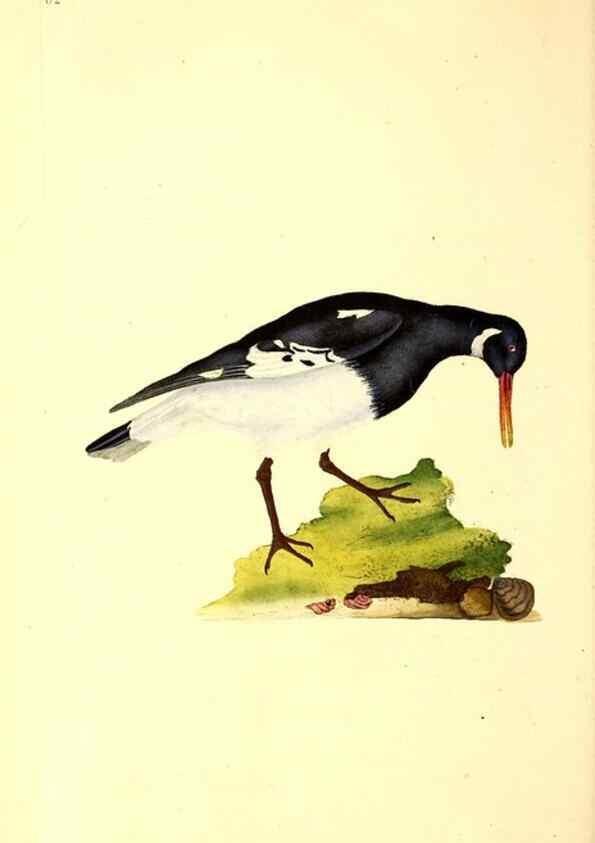 Reproducción/Reproduction 49531371816: The natural history of British birds, or, A selection of the most rare, beautiful and interesting birds which inhabit this country :. London :Printed for the author, and for F. and C. Rivington ...,1794[-1819]. 