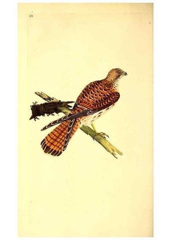 Reproducción/Reproduction 49530868098: The natural history of British birds, or, A selection of the most rare, beautiful and interesting birds which inhabit this country :. London :Printed for the author, and for F. and C. Rivington ...,1794[-1819]. 