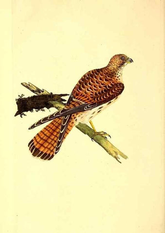 Reproducción/Reproduction 49530868098: The natural history of British birds, or, A selection of the most rare, beautiful and interesting birds which inhabit this country :. London :Printed for the author, and for F. and C. Rivington ...,1794[-1819]. 