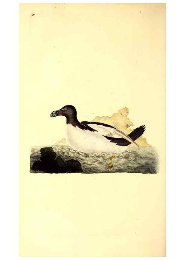 Reproducción/Reproduction 49531372391: The natural history of British birds, or, A selection of the most rare, beautiful and interesting birds which inhabit this country :. London :Printed for the author, and for F. and C. Rivington ...,1794[-1819]. 