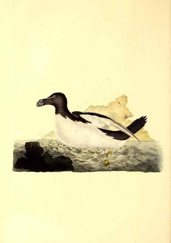 Reproducción/Reproduction 49531372391: The natural history of British birds, or, A selection of the most rare, beautiful and interesting birds which inhabit this country :. London :Printed for the author, and for F. and C. Rivington ...,1794[-1819]. 