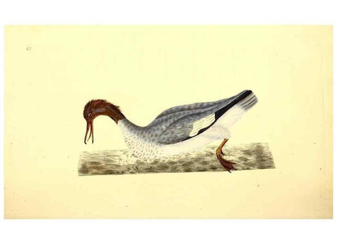 Reproducción/Reproduction 49530868708: The natural history of British birds, or, A selection of the most rare, beautiful and interesting birds which inhabit this country :. London :Printed for the author, and for F. and C. Rivington ...,1794[-1819]. 