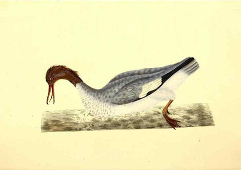 Reproducción/Reproduction 49530868708: The natural history of British birds, or, A selection of the most rare, beautiful and interesting birds which inhabit this country :. London :Printed for the author, and for F. and C. Rivington ...,1794[-1819]. 