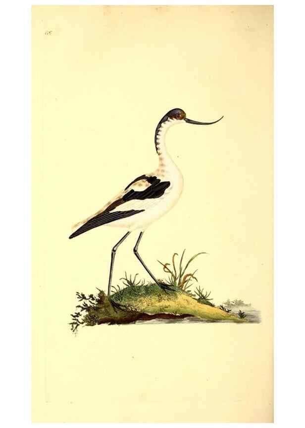Reproducción/Reproduction 49530869008: The natural history of British birds, or, A selection of the most rare, beautiful and interesting birds which inhabit this country :. London :Printed for the author, and for F. and C. Rivington ...,1794[-1819]. 