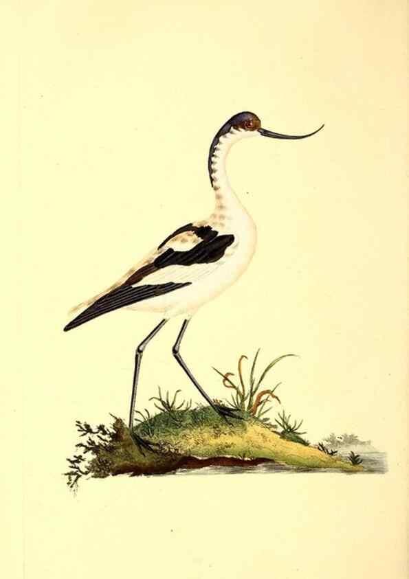 Reproducción/Reproduction 49530869008: The natural history of British birds, or, A selection of the most rare, beautiful and interesting birds which inhabit this country :. London :Printed for the author, and for F. and C. Rivington ...,1794[-1819]. 