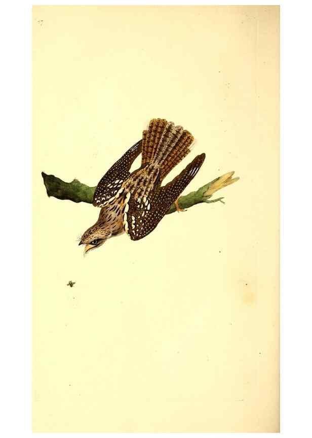 Reproducción/Reproduction 49530869313: The natural history of British birds, or, A selection of the most rare, beautiful and interesting birds which inhabit this country :. London :Printed for the author, and for F. and C. Rivington ...,1794[-1819]. 