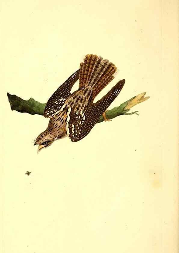 Reproducción/Reproduction 49530869313: The natural history of British birds, or, A selection of the most rare, beautiful and interesting birds which inhabit this country :. London :Printed for the author, and for F. and C. Rivington ...,1794[-1819]. 