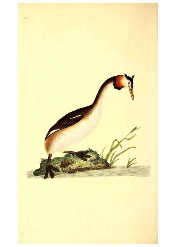 Reproducción/Reproduction 49531373316: The natural history of British birds, or, A selection of the most rare, beautiful and interesting birds which inhabit this country :. London :Printed for the author, and for F. and C. Rivington ...,1794[-1819]. 