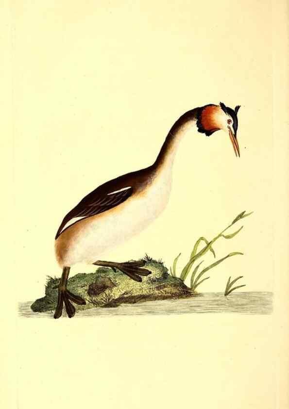 Reproducción/Reproduction 49531373316: The natural history of British birds, or, A selection of the most rare, beautiful and interesting birds which inhabit this country :. London :Printed for the author, and for F. and C. Rivington ...,1794[-1819]. 