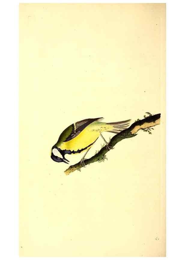 Reproducción/Reproduction 49531597332: The natural history of British birds, or, A selection of the most rare, beautiful and interesting birds which inhabit this country :. London :Printed for the author, and for F. and C. Rivington ...,1794[-1819]. 