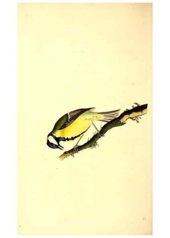 Reproducción/Reproduction 49531597332: The natural history of British birds, or, A selection of the most rare, beautiful and interesting birds which inhabit this country :. London :Printed for the author, and for F. and C. Rivington ...,1794[-1819]. 