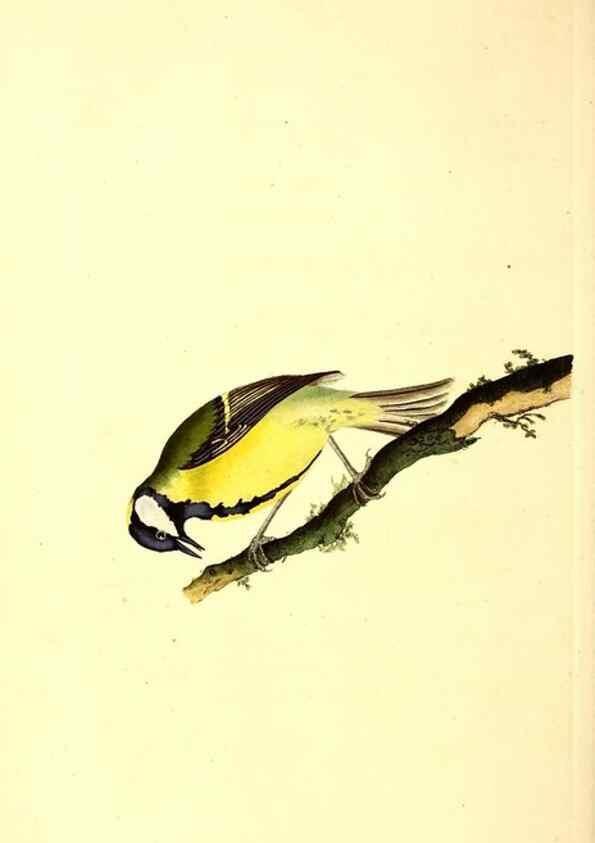 Reproducción/Reproduction 49531597332: The natural history of British birds, or, A selection of the most rare, beautiful and interesting birds which inhabit this country :. London :Printed for the author, and for F. and C. Rivington ...,1794[-1819]. 