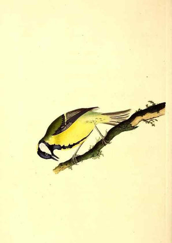 Reproducción/Reproduction 49531597332: The natural history of British birds, or, A selection of the most rare, beautiful and interesting birds which inhabit this country :. London :Printed for the author, and for F. and C. Rivington ...,1794[-1819]. 